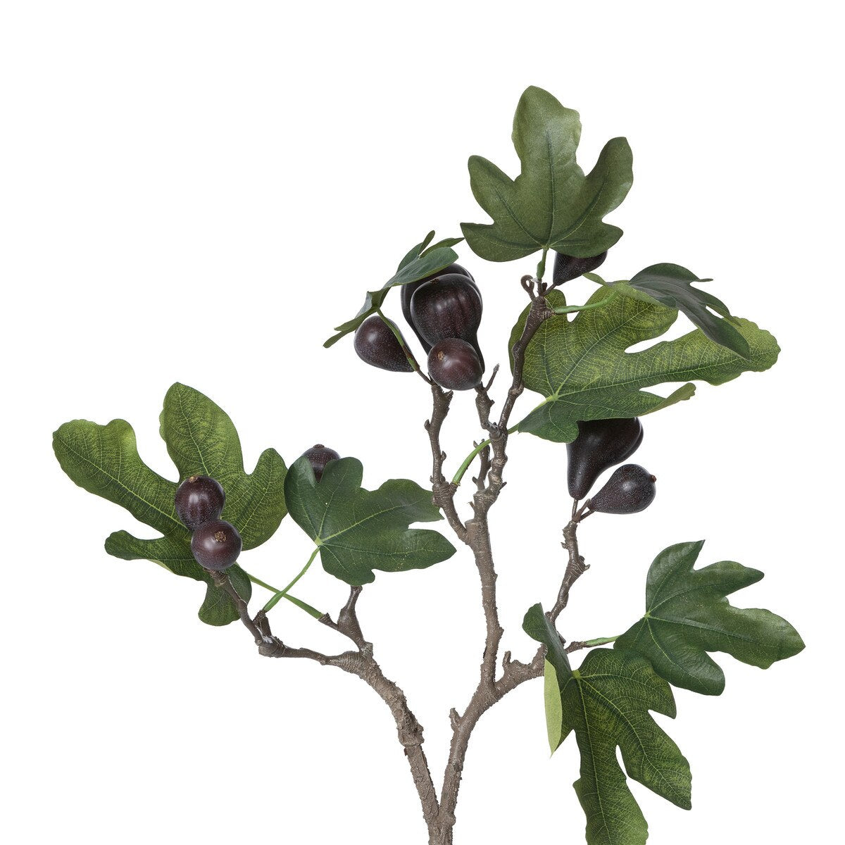 Mission Fig Topiary style shot 2