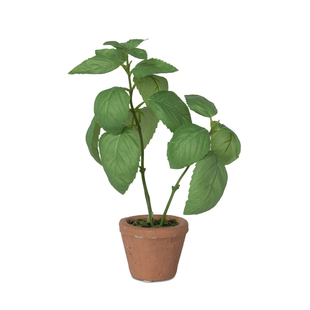 Basil Plant in Windowsill Pot style shot 1