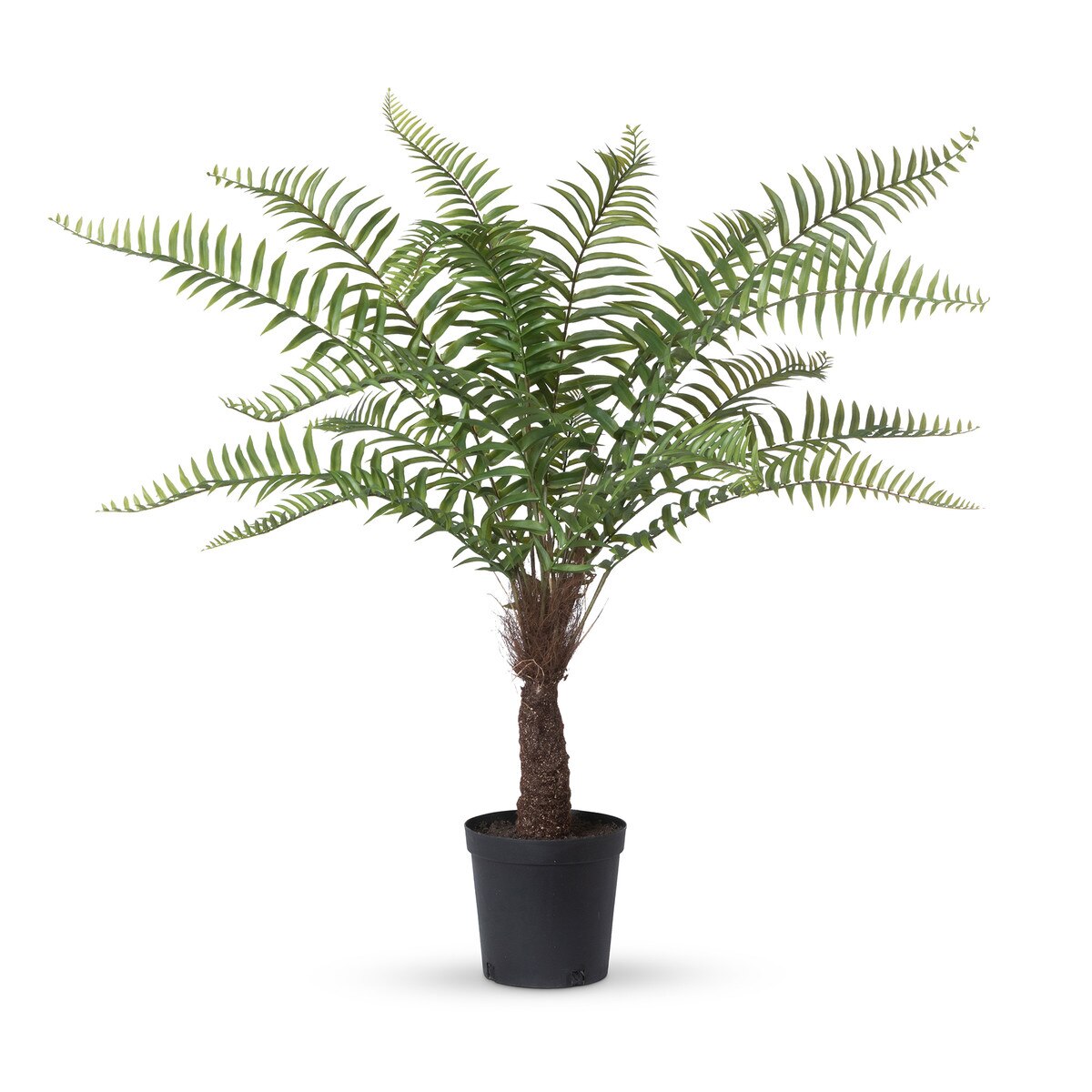 Giant Tree Fern in Growers Pot, 44 in. style shot 1