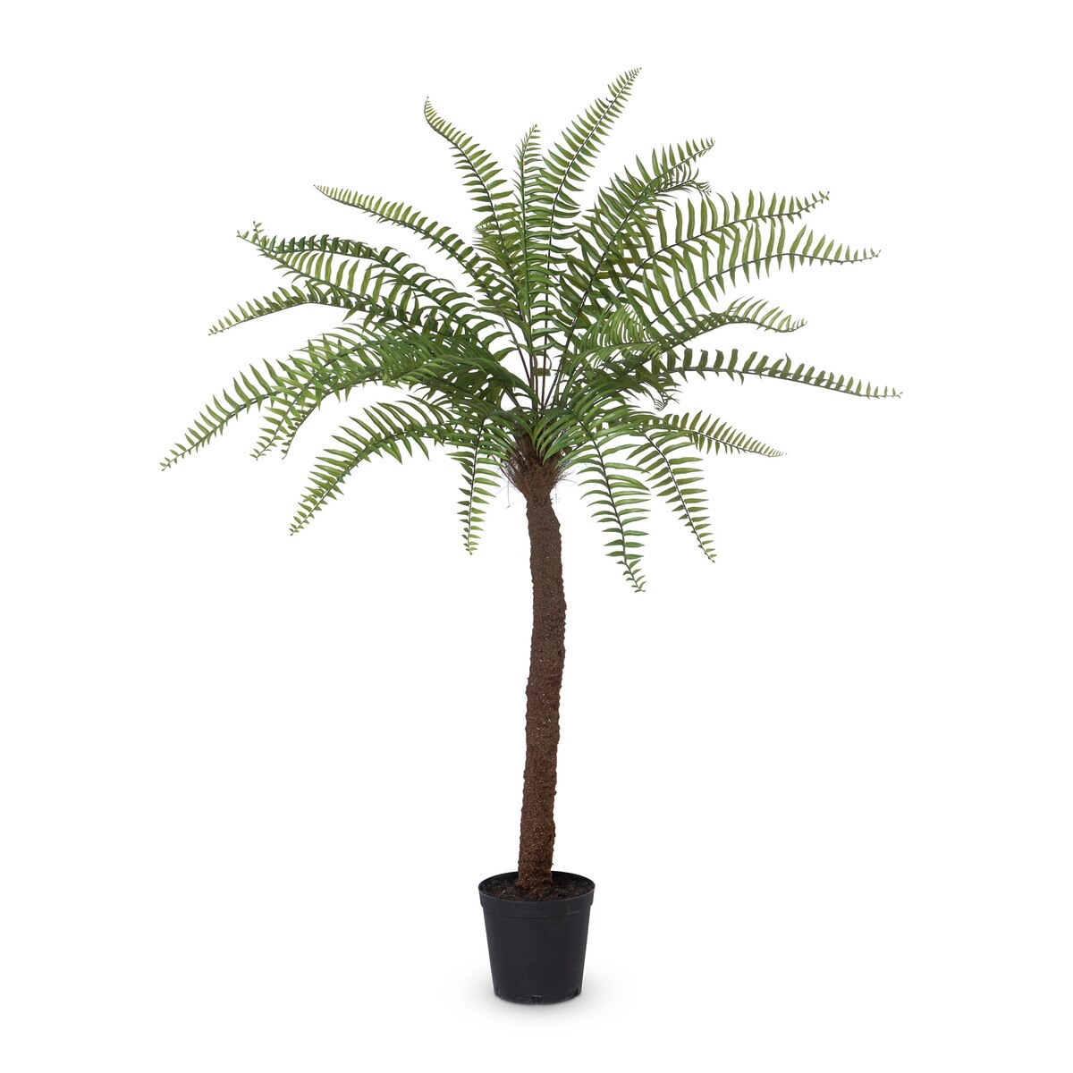 Giant Tree Fern in Growers Pot, 83 in. style shot 1
