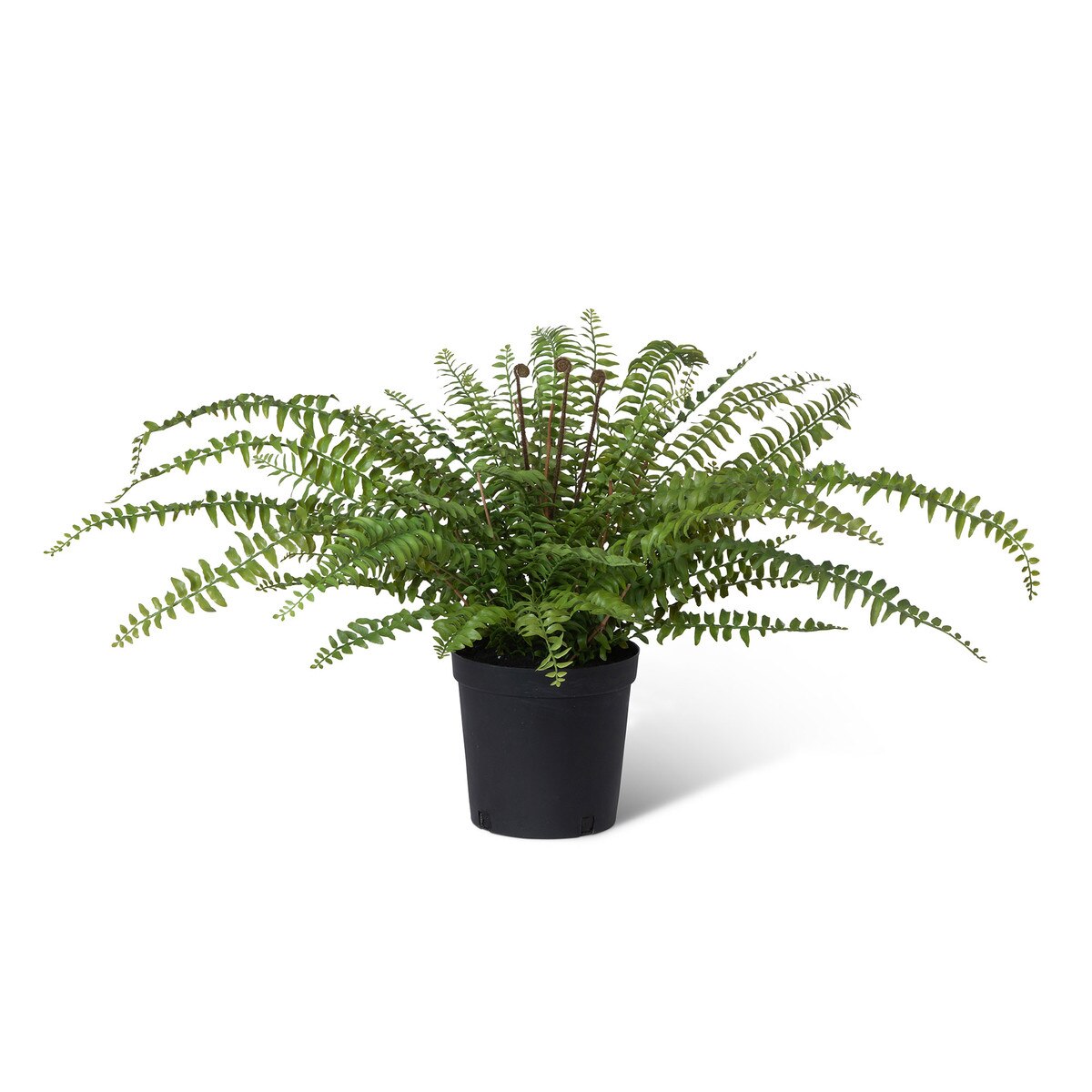 Fern In Growers Pot style shot 1