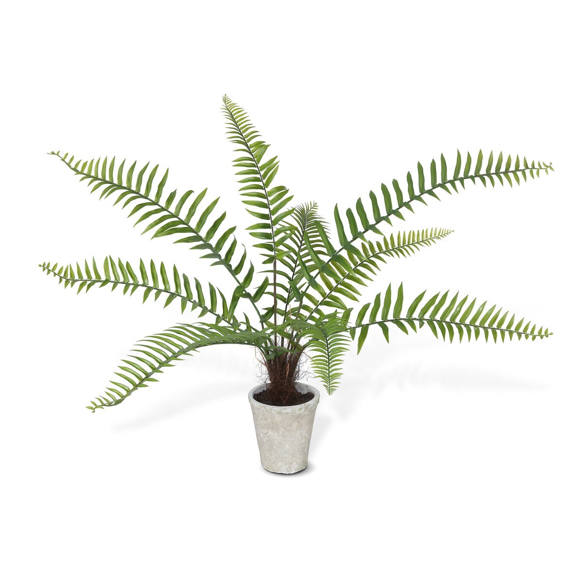 Flat Fern, Potted style shot 1
