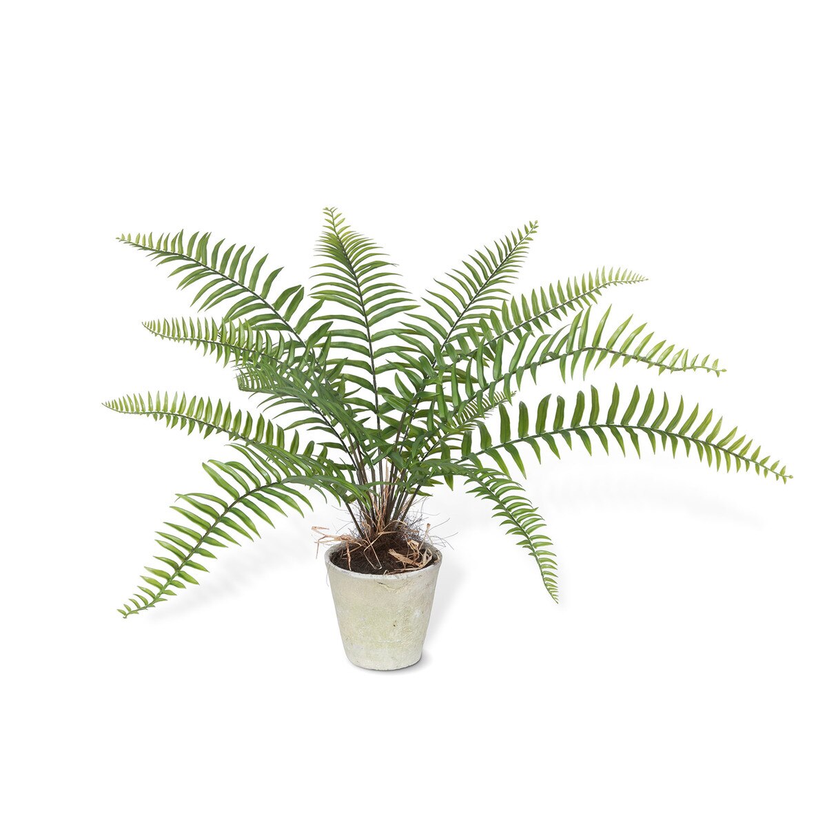Large Flat Fern, Potted style shot 1
