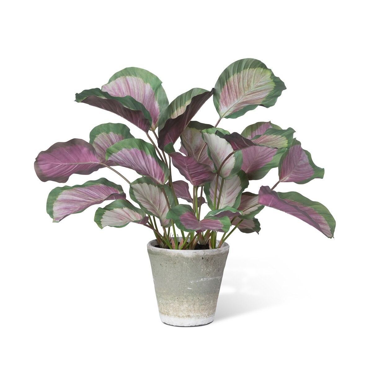 Calathea Plant, Potted, Pink Green style shot 1
