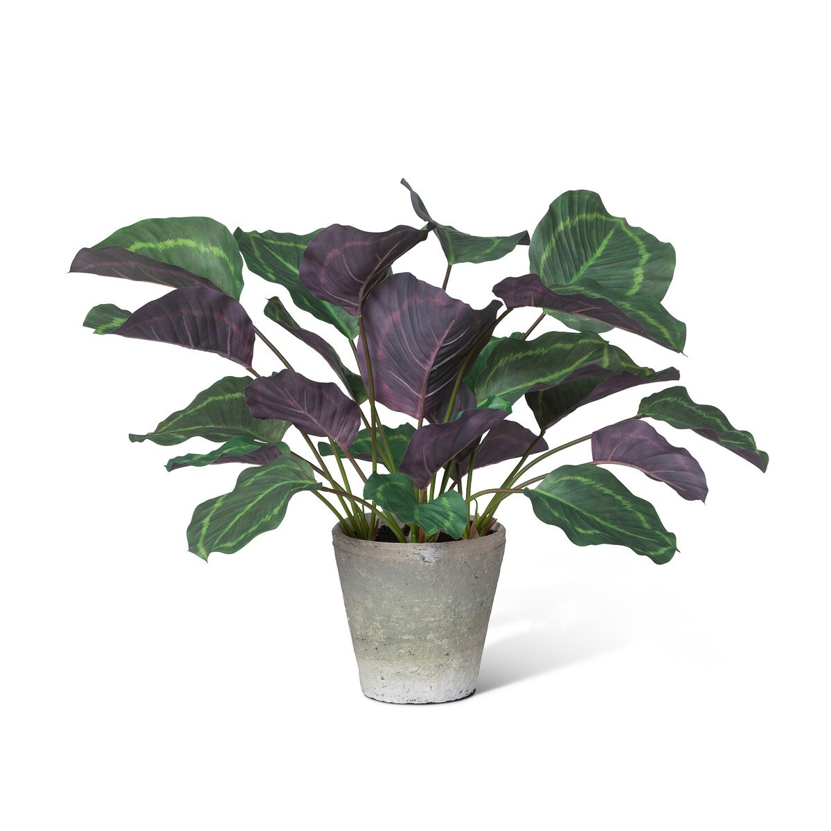 Calathea Plant, Potted, Green style shot 1