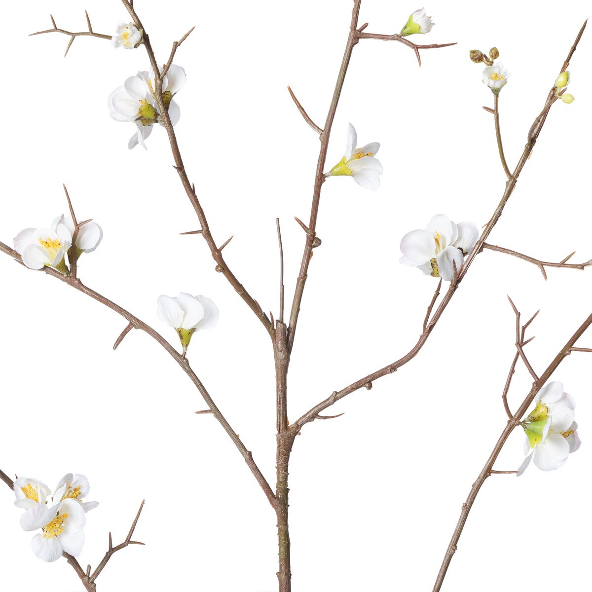 Quince Blossom Branch, White style shot 2