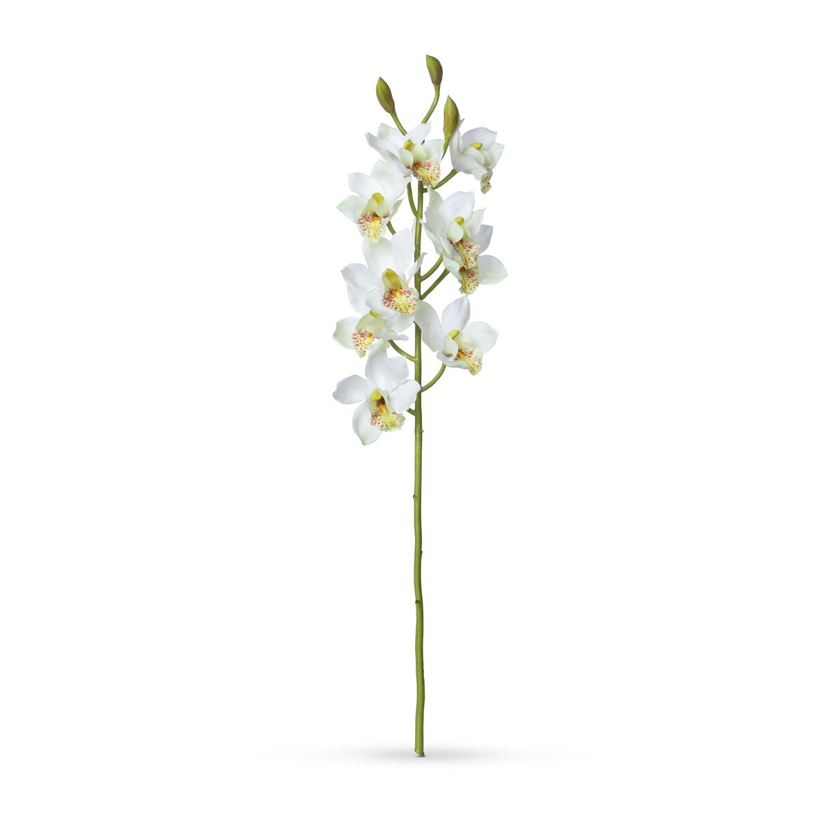 Cymbidium Orchid Stem, Cream style shot 1