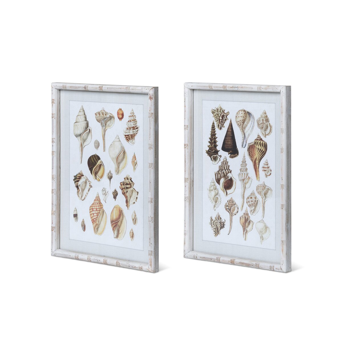 Seashell Collection Prints, 2 Assorted Styles style shot 2