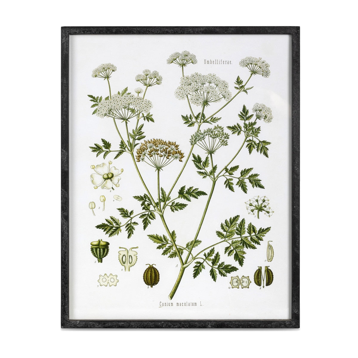 Summer Wildflower Framed Prints, 2 Assorted Styles style shot 2