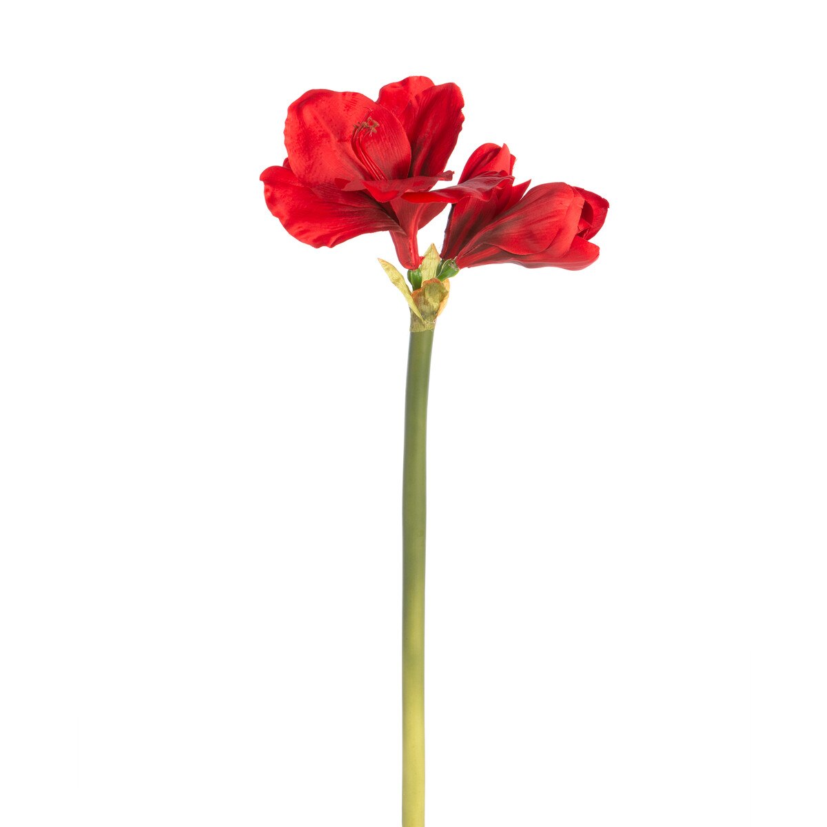Amaryllis Stem, Red