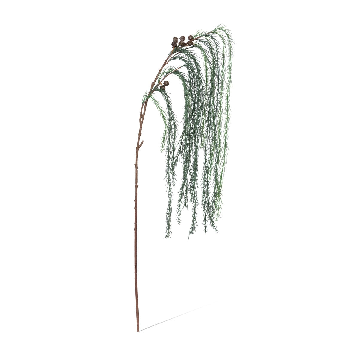 Weeping White Pine Spray style shot 1