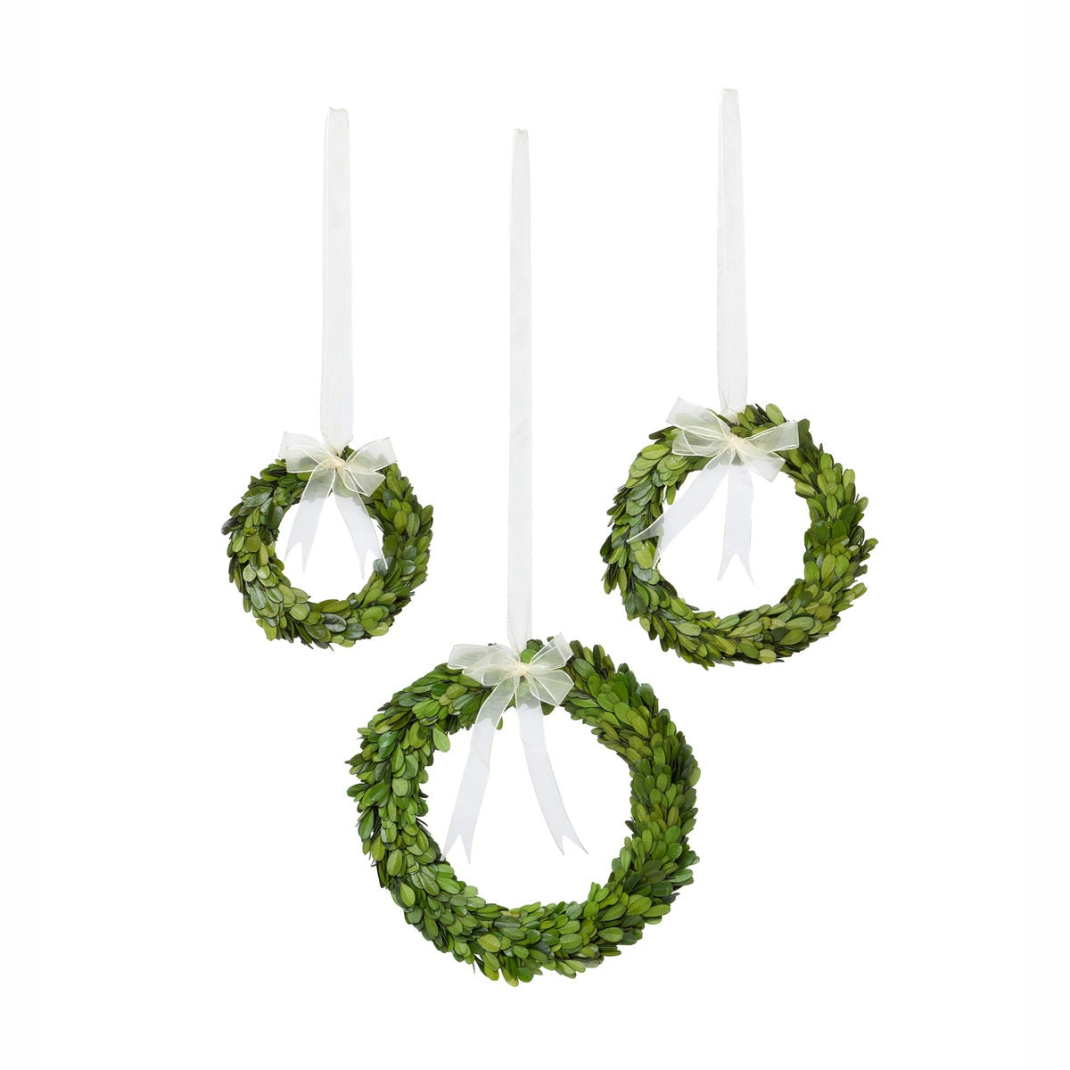 Preserved Boxwood Wreaths with Ivory Ribbon, Set of 3 style shot 1