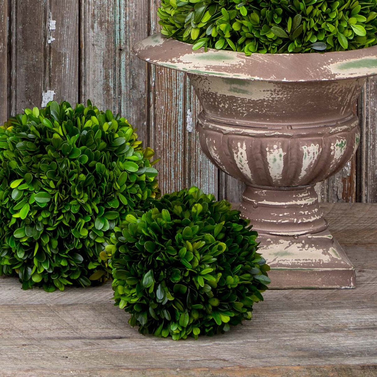 Preserved Boxwood Ball, 6" style shot 2