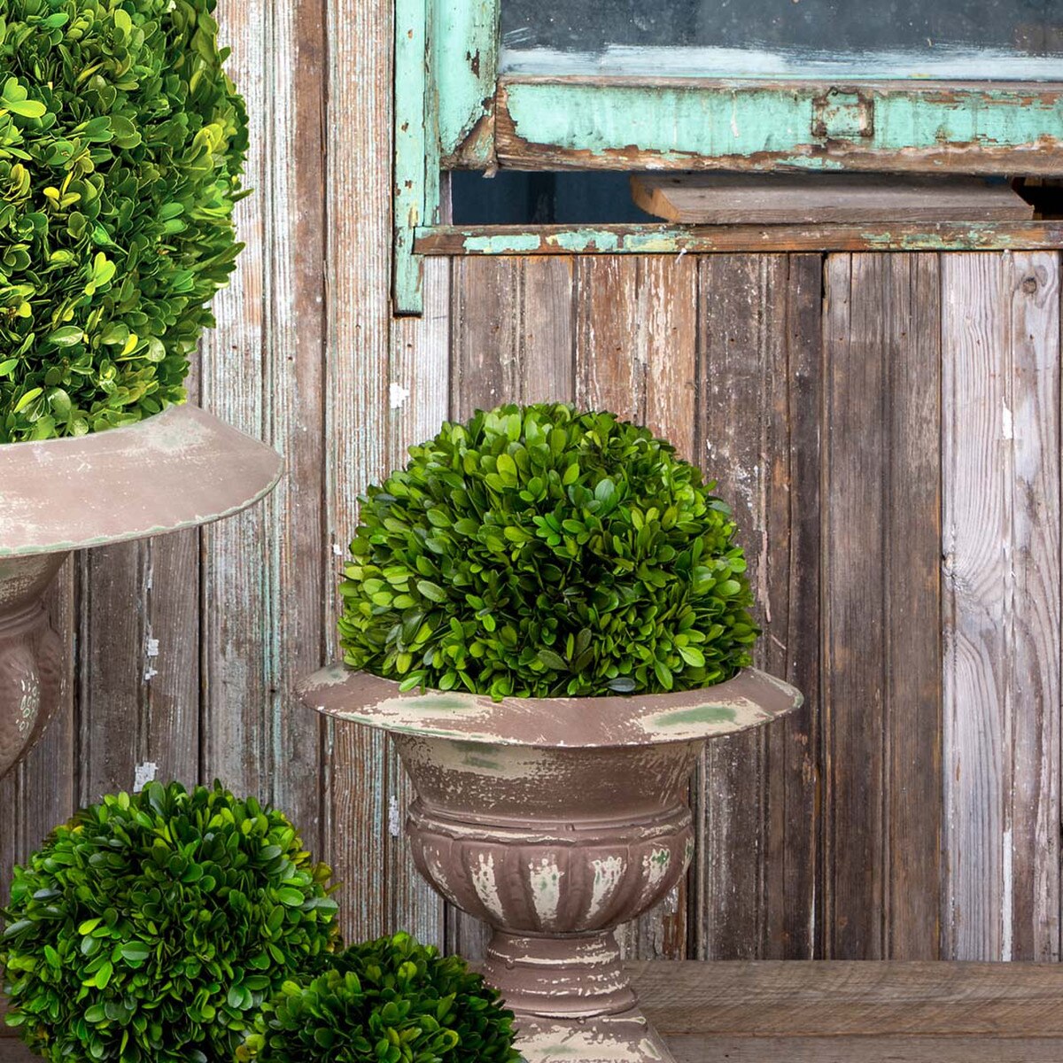 Preserved Boxwood Ball, 10" style shot 2