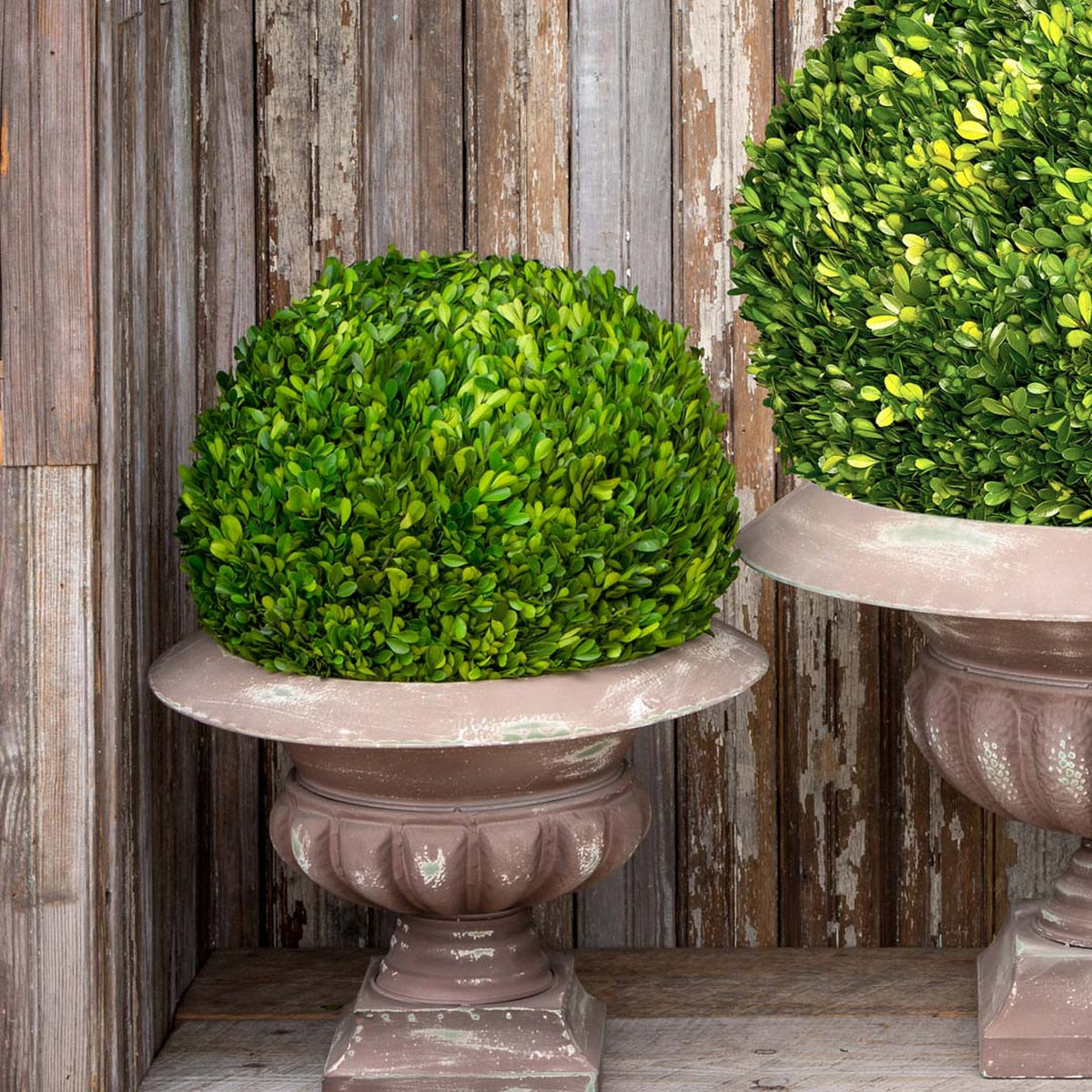 Preserved Boxwood Ball, 16" style shot 2