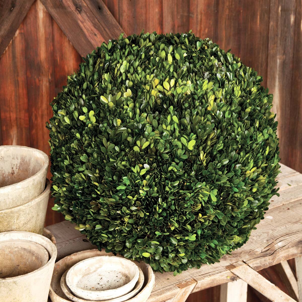 Preserved Boxwood Ball, 21"