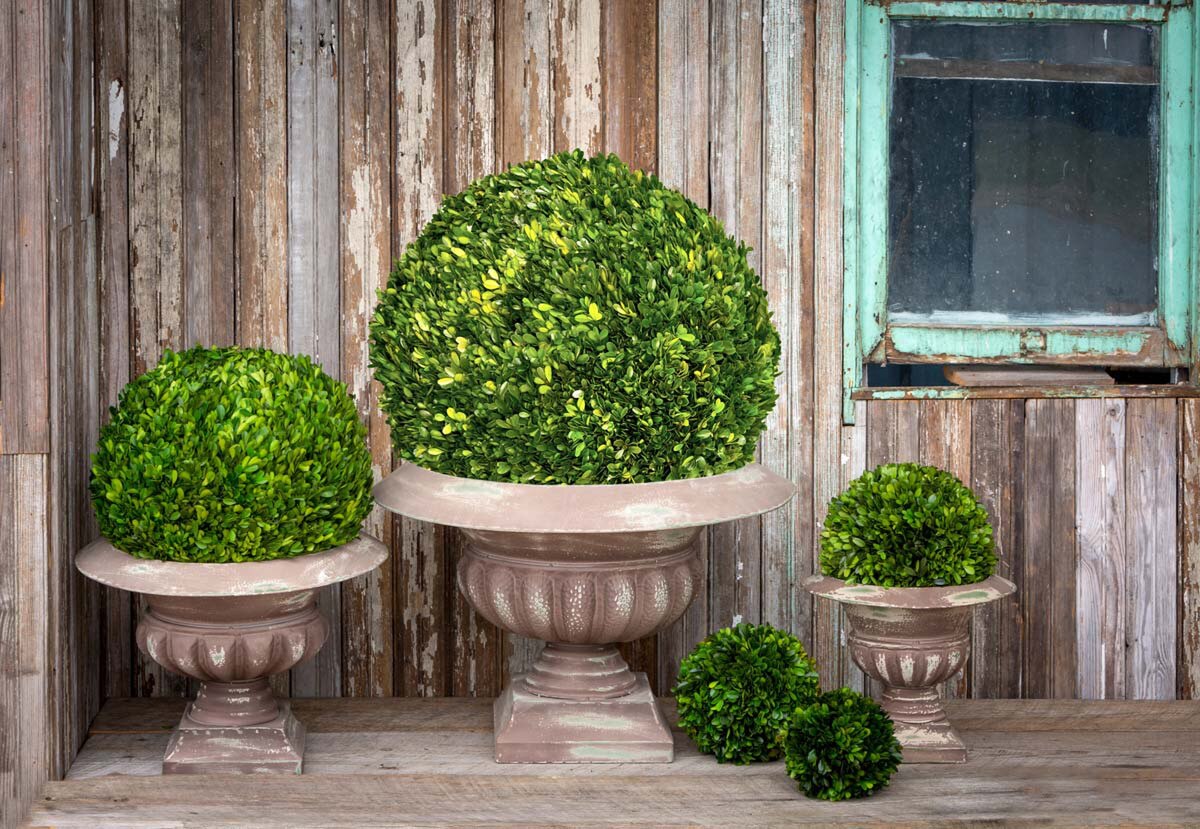 Preserved Boxwood Ball, 21" style shot 1