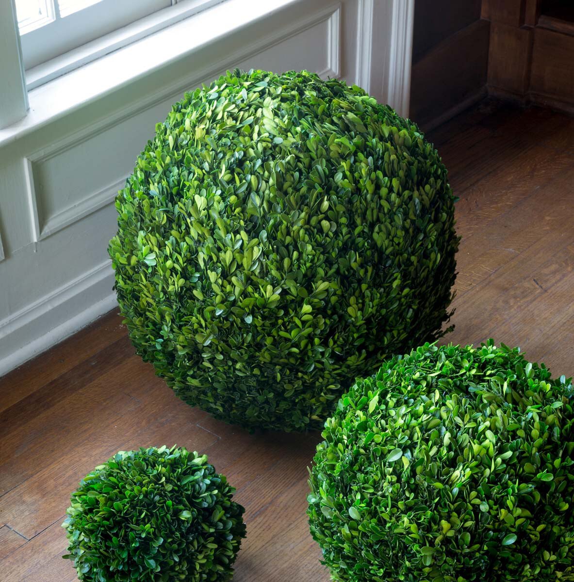 Preserved Boxwood Ball, 21" style shot 2