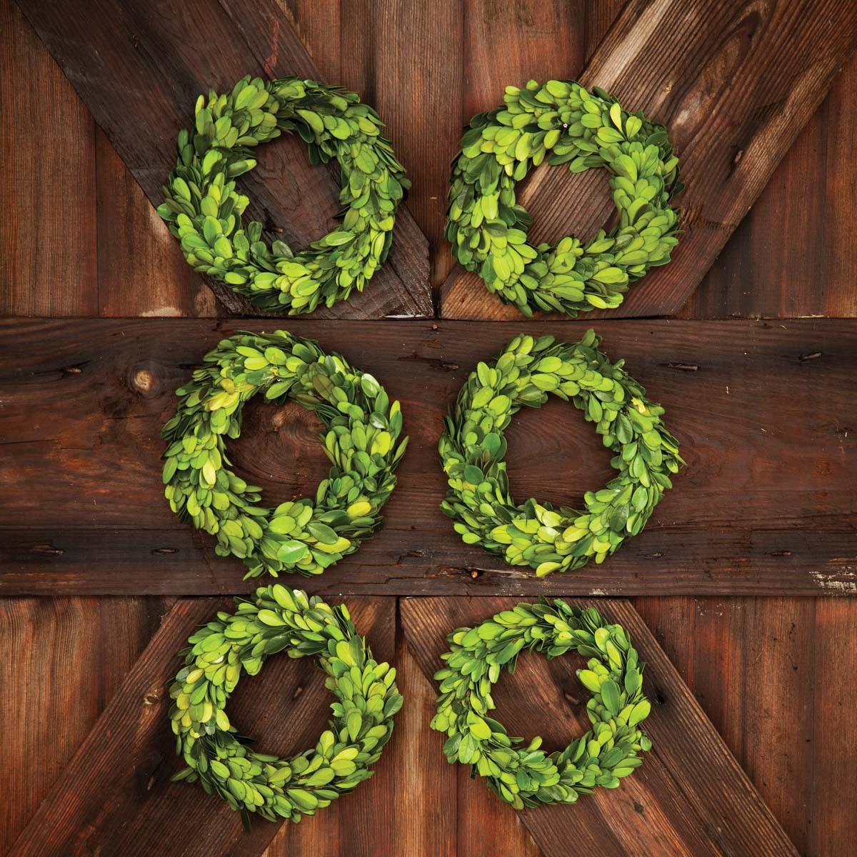 Mini Preserved Boxwood Wreaths, Set of 6 style shot 2