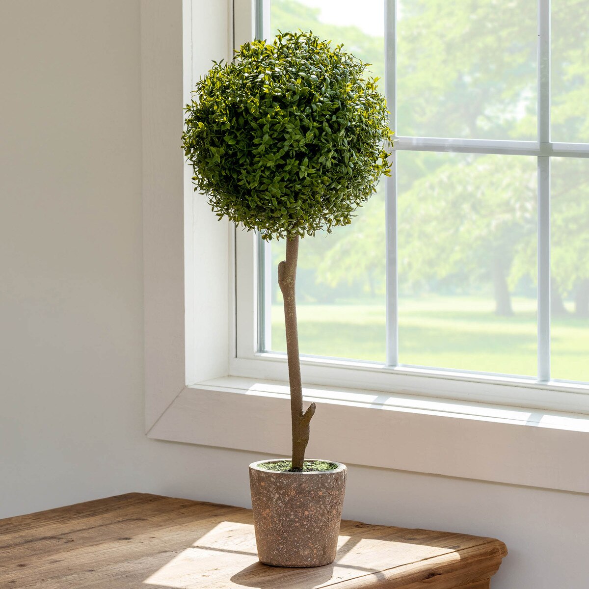 Thyme Ball Topiary in Cement Pot, Large