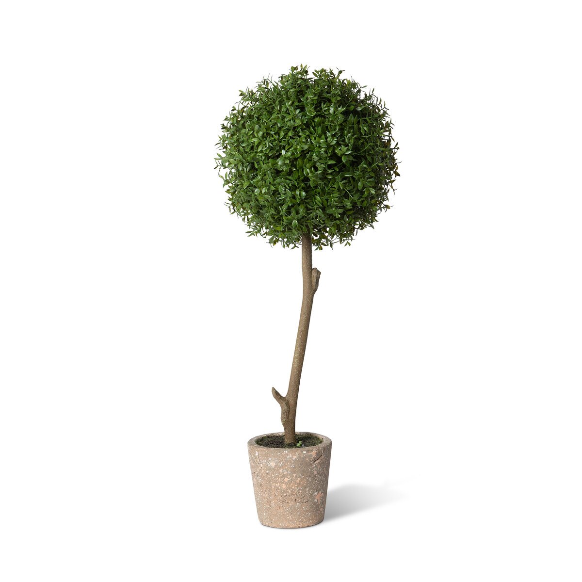 Thyme Ball Topiary in Cement Pot, Large style shot 1