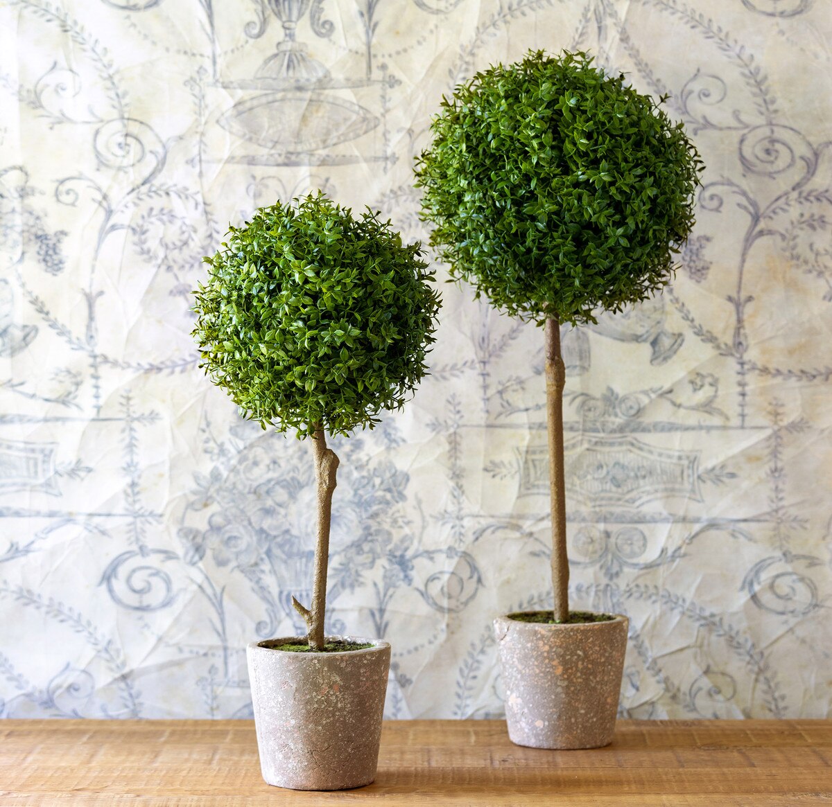 Thyme Ball Topiary in Cement Pot, Large style shot 2