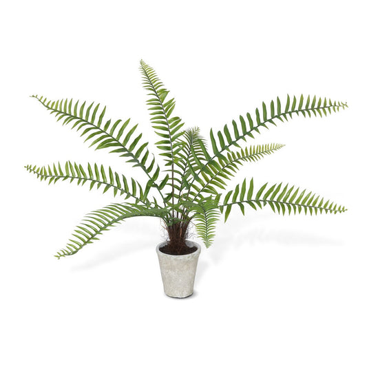 Flat Fern, Potted style shot 1