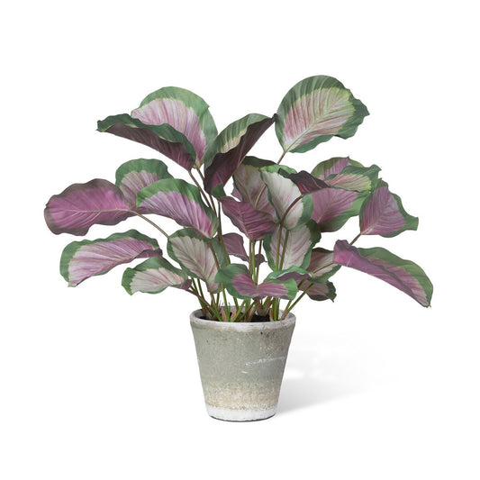 Calathea Plant, Potted, Pink Green style shot 1