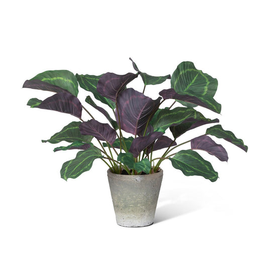 Calathea Plant, Potted, Green style shot 1
