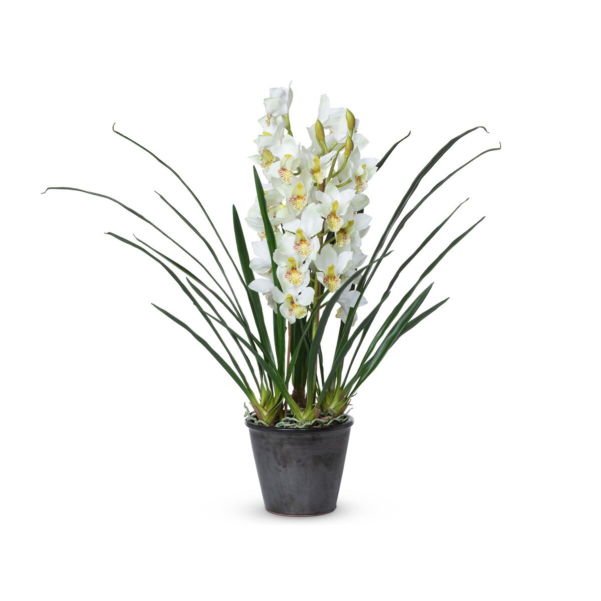 Cymbidium Plant, Potted style shot 1
