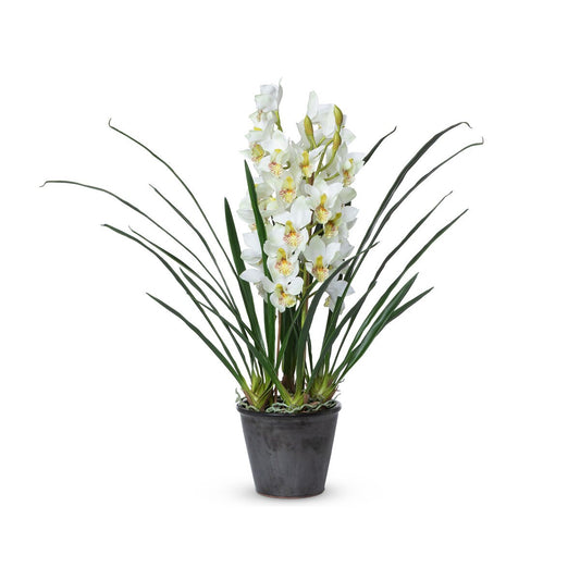 Cymbidium Plant, Potted style shot 1