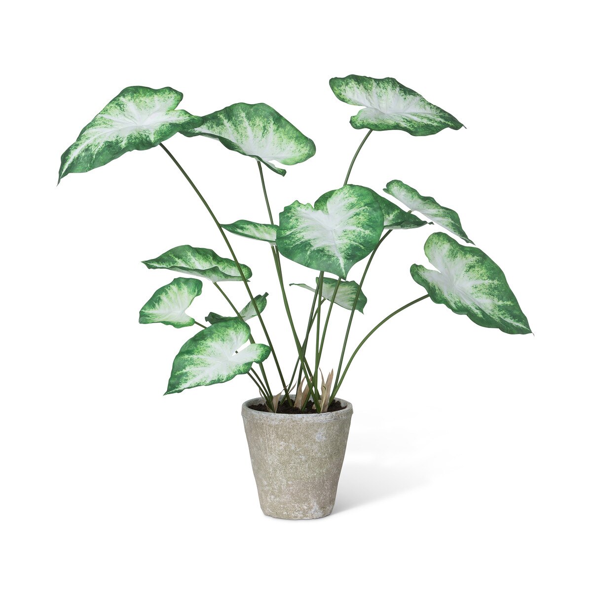 Caladium, Potted, Green White style shot 1