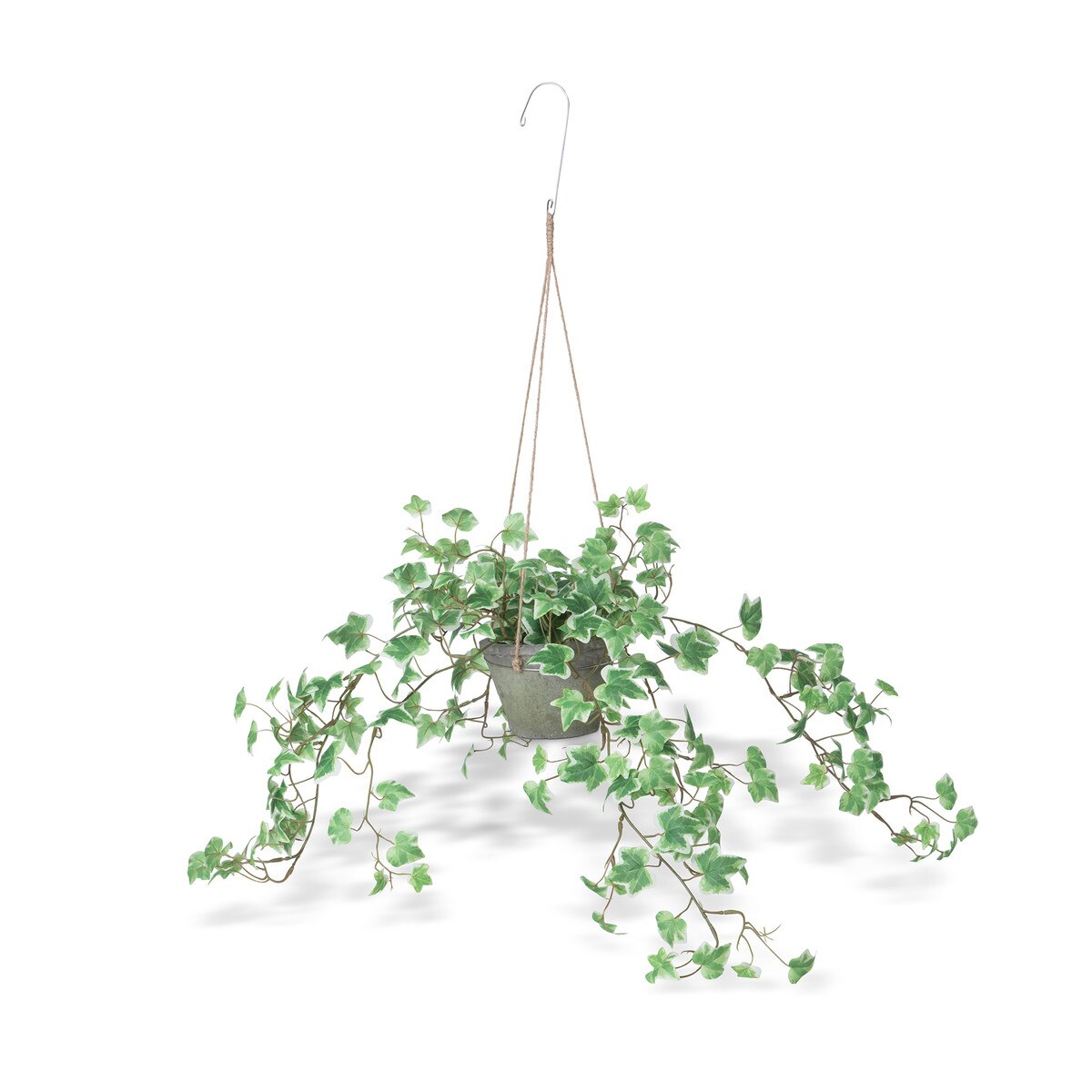 Variegated Ivy Plant, Hanging style shot 1