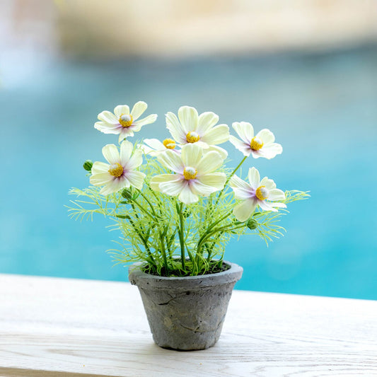 Cosmos Plant in Terra Cotta Pot, Light Yellow