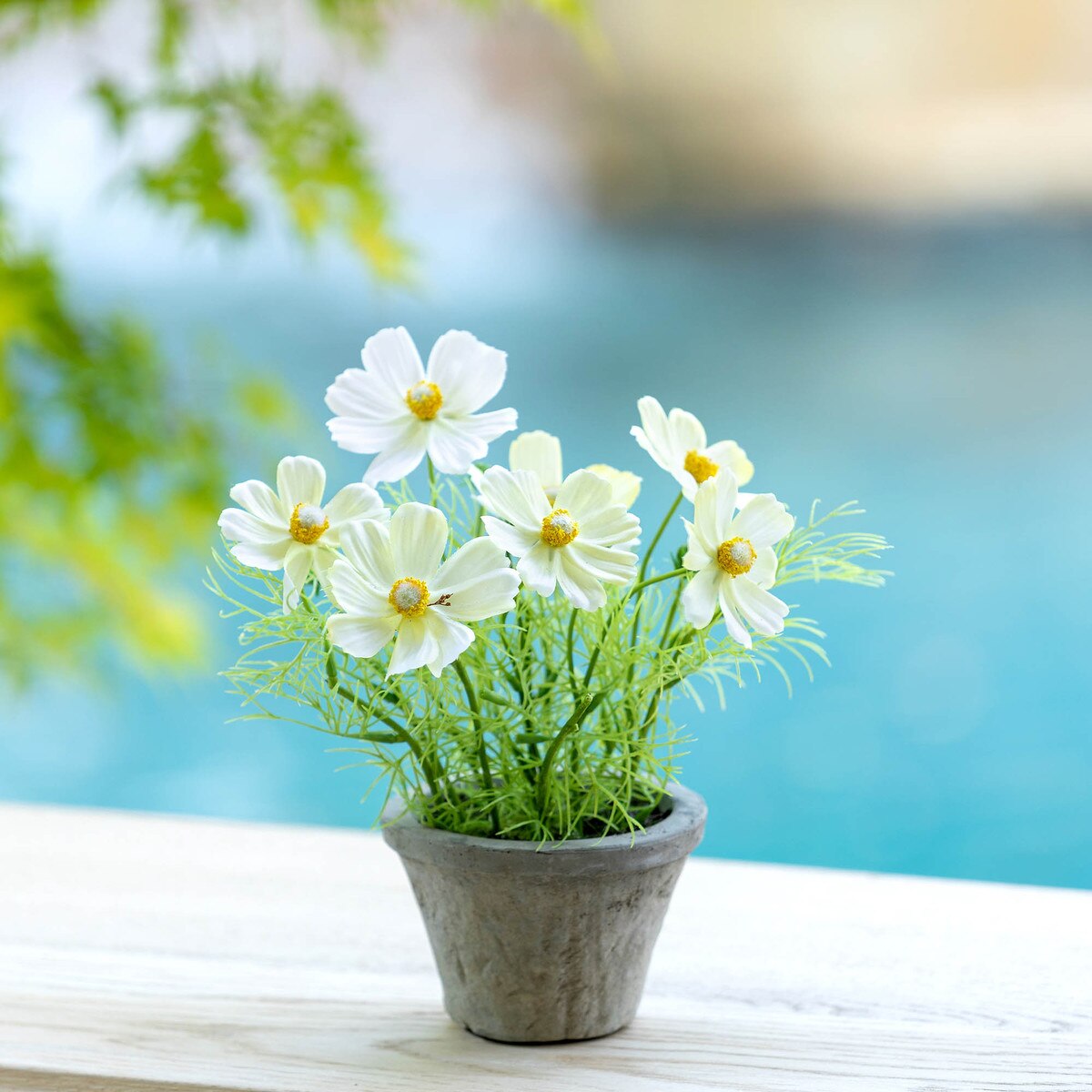 Cosmos Plant in Terra Cotta Pot, Cream