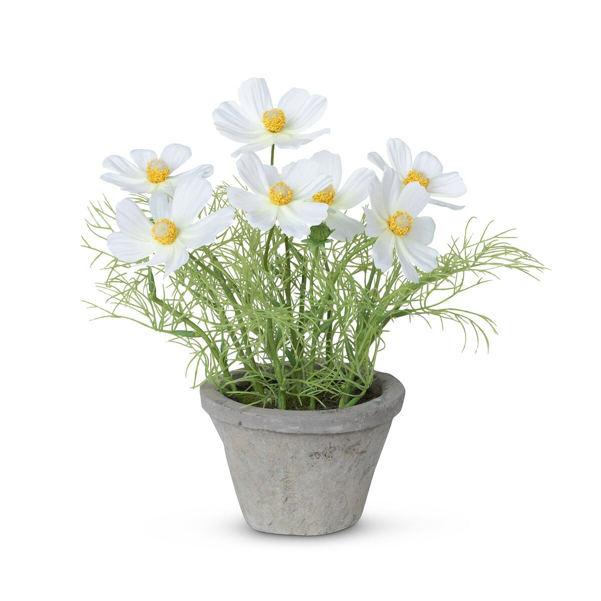 Cosmos Plant in Terra Cotta Pot, Cream style shot 1