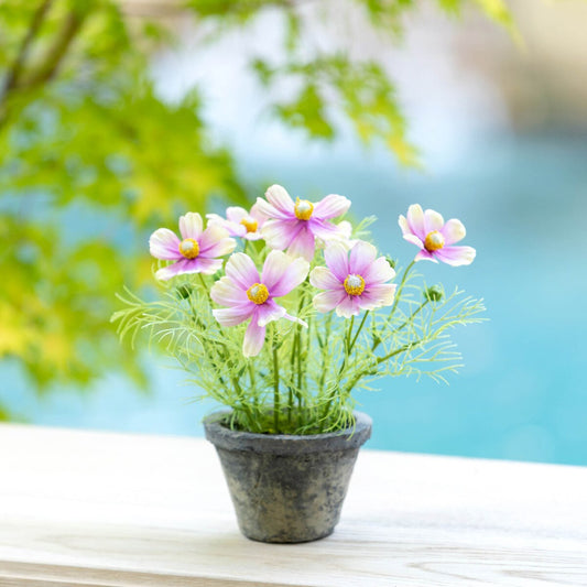 Cosmos Plant in Terra Cotta Pot, Light Mauve