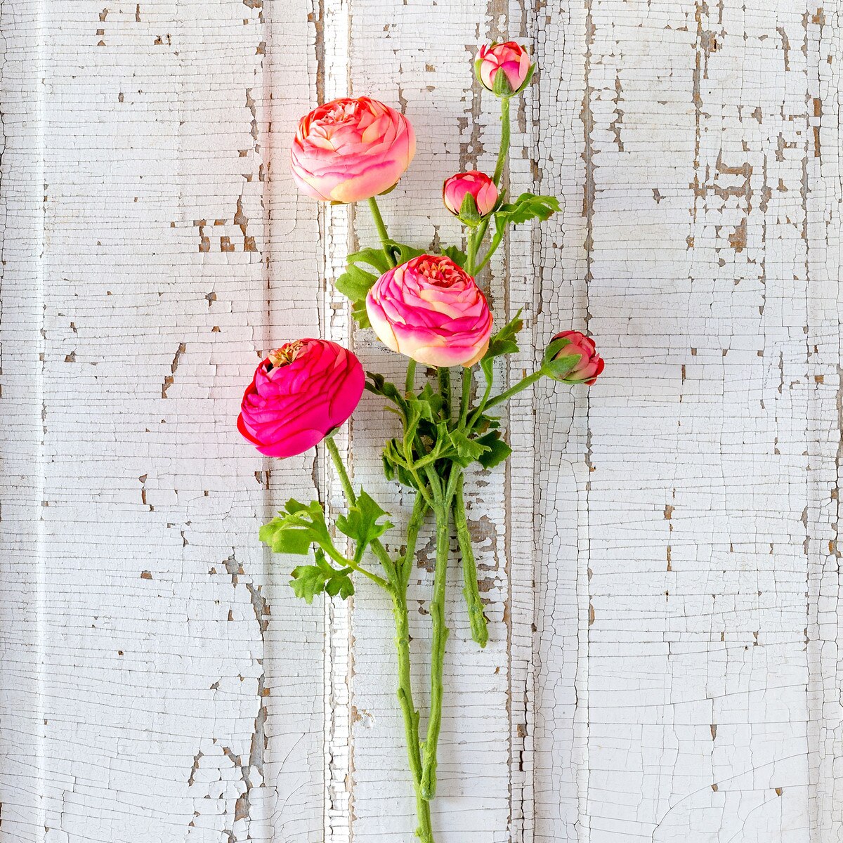 Summer Ranunculus, Pink Cerise Mix, 3 Assorted Colors style shot 2