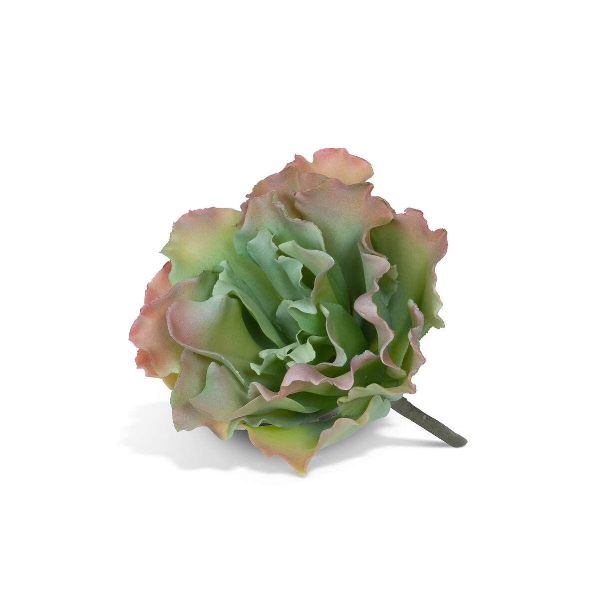 Ruffled Echeveria Plant, Pink Green style shot 1