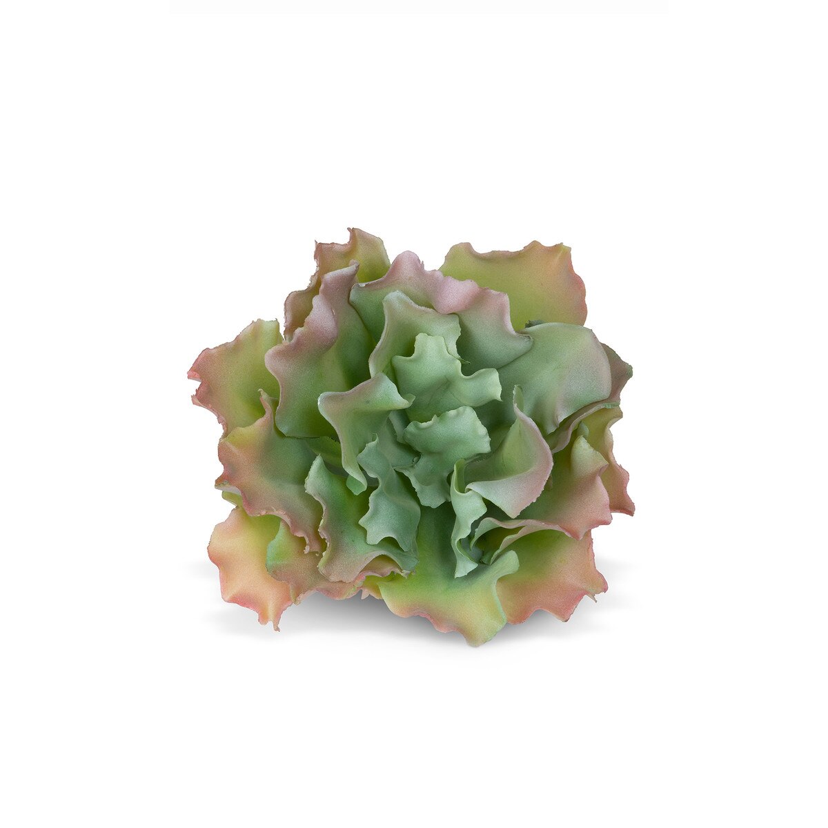 Ruffled Echeveria Plant, Pink Green style shot 2