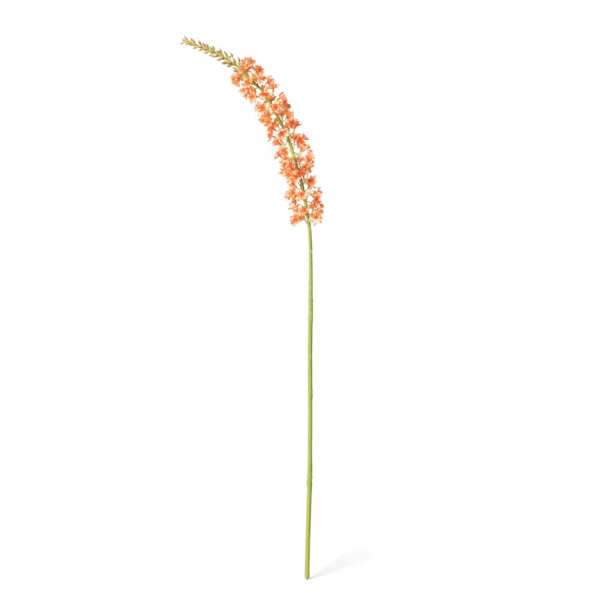 Eremurus Stem, Large style shot 1