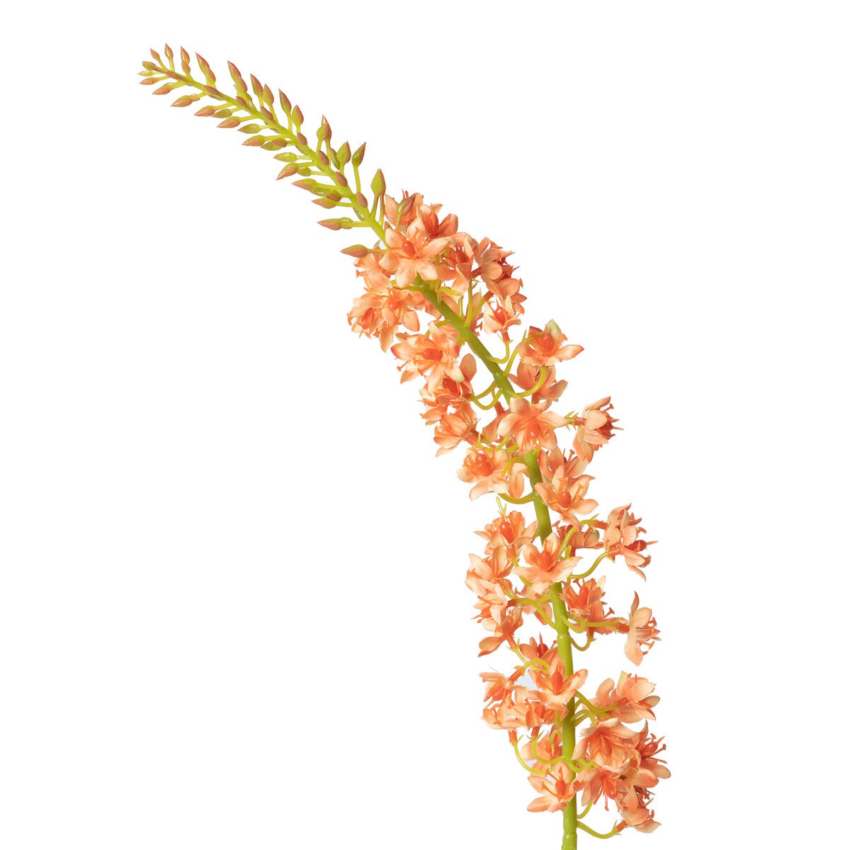 Eremurus Stem, Small style shot 2