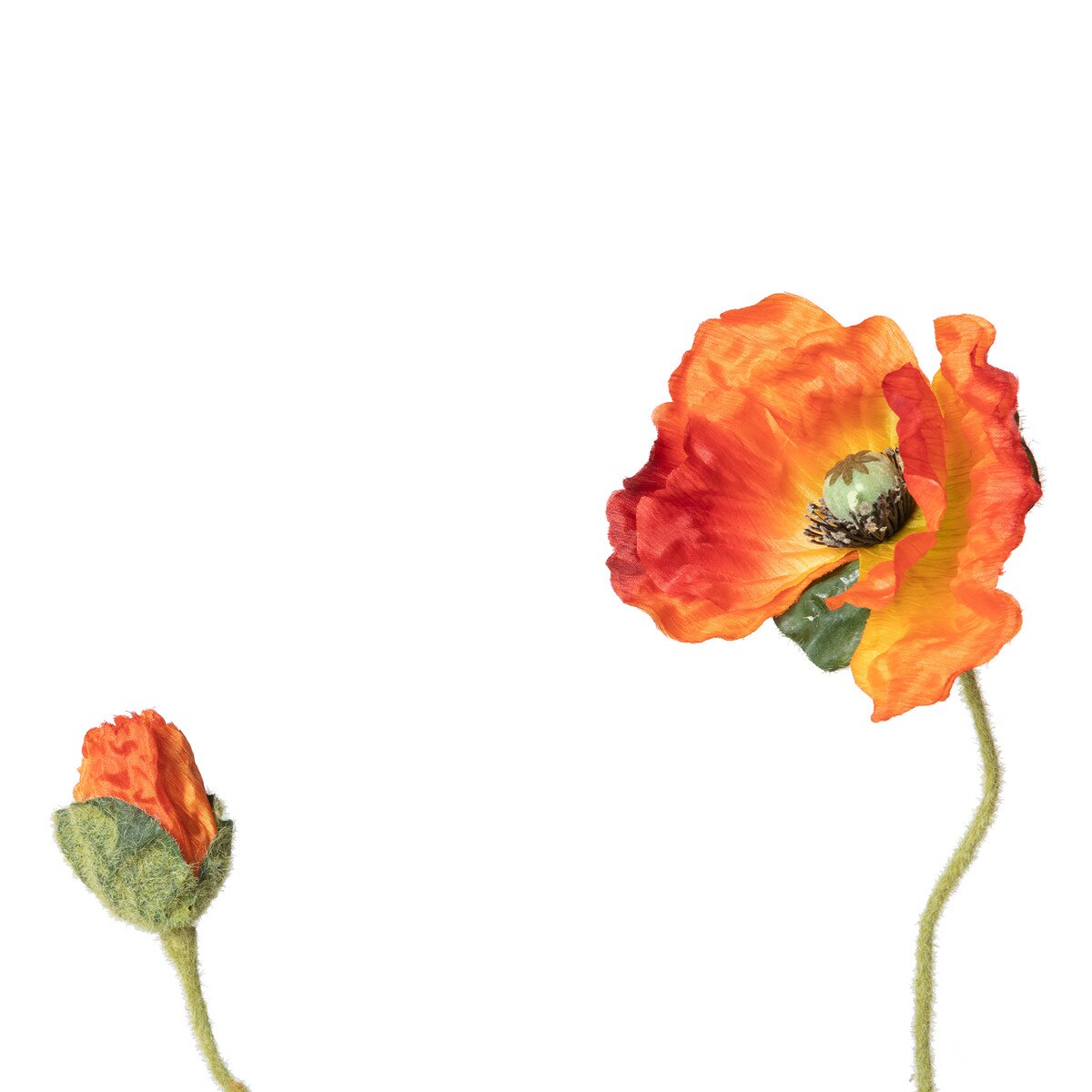 Poppy Stem, Orange style shot 2