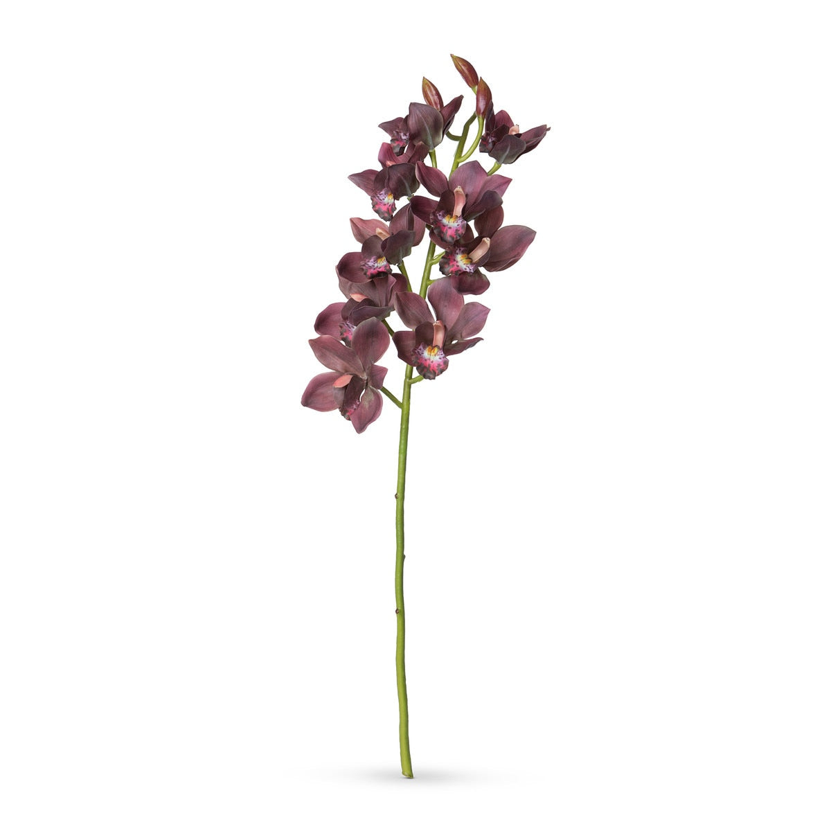 Cymbidium Orchid Stem, Mauve style shot 1