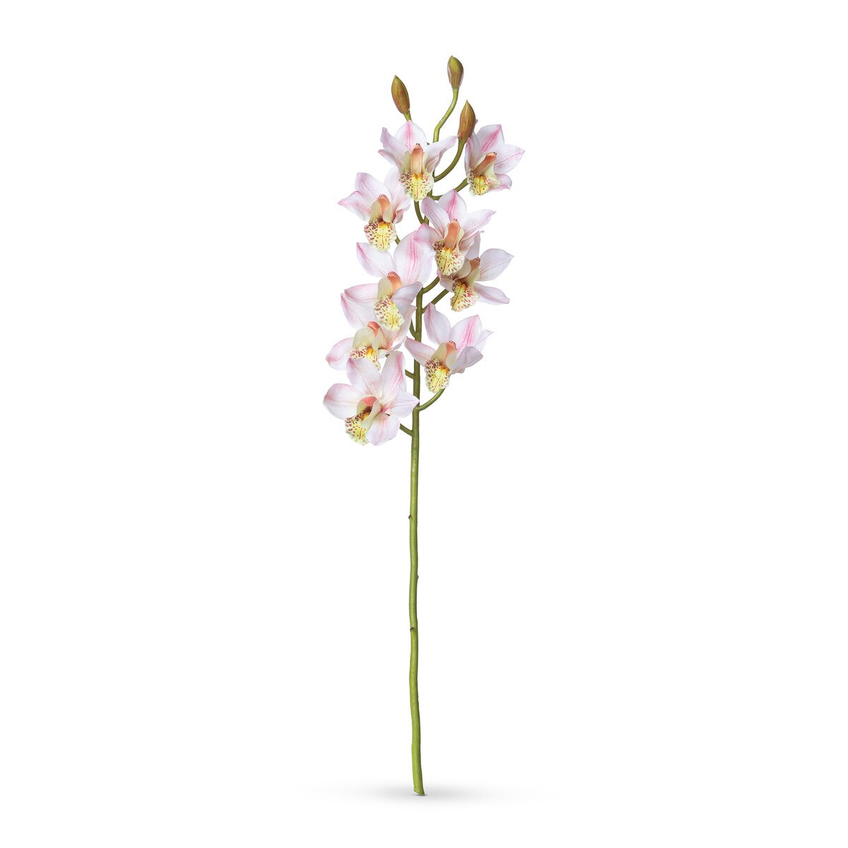 Cymbidium Orchid Stem, Pink style shot 1