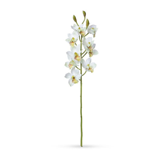 Cymbidium Orchid Stem, Cream style shot 1