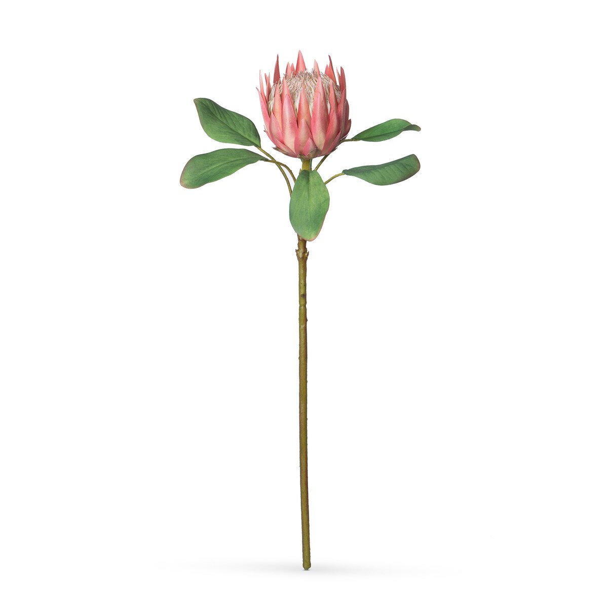 Protea Stem, Pink style shot 1