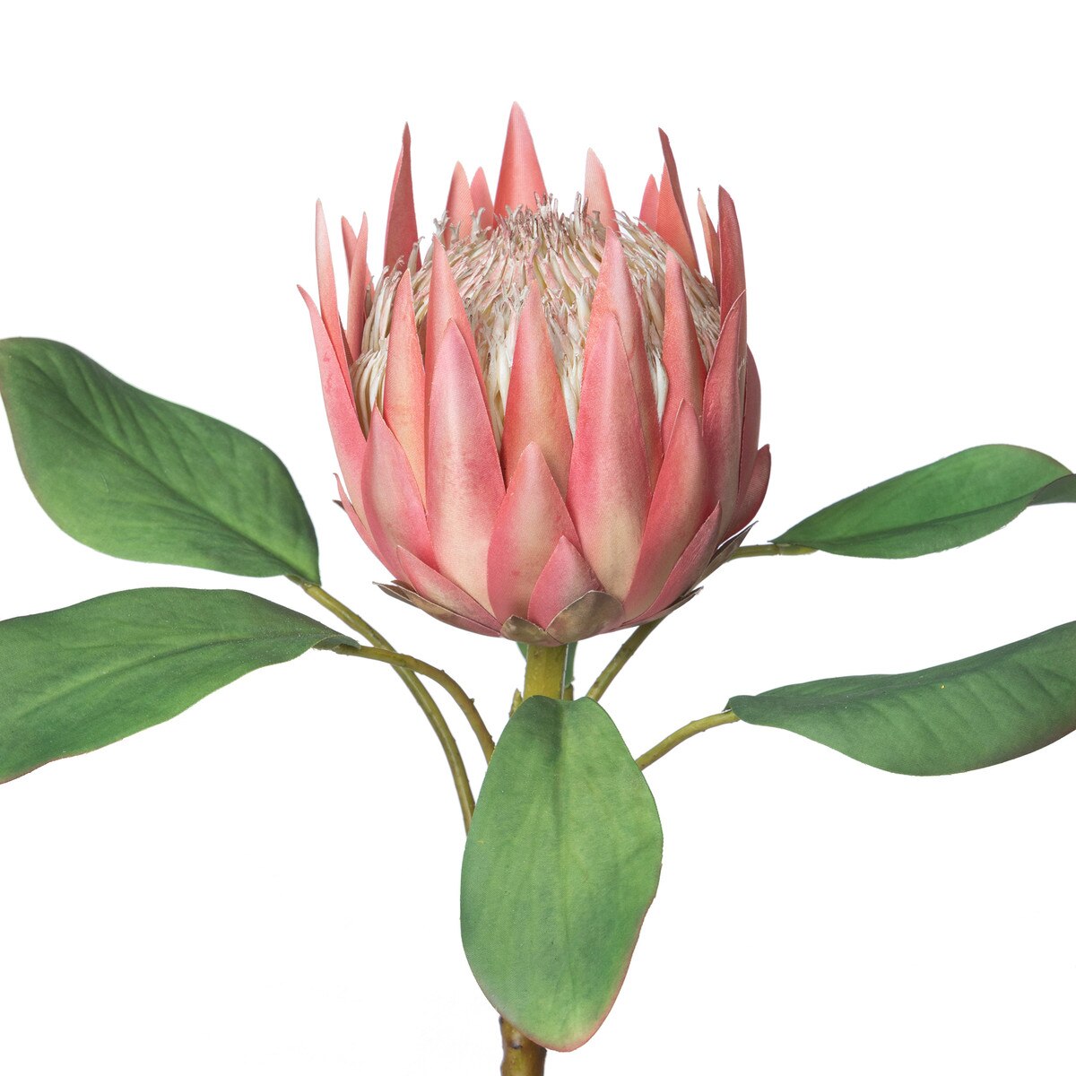 Protea Stem, Pink style shot 2