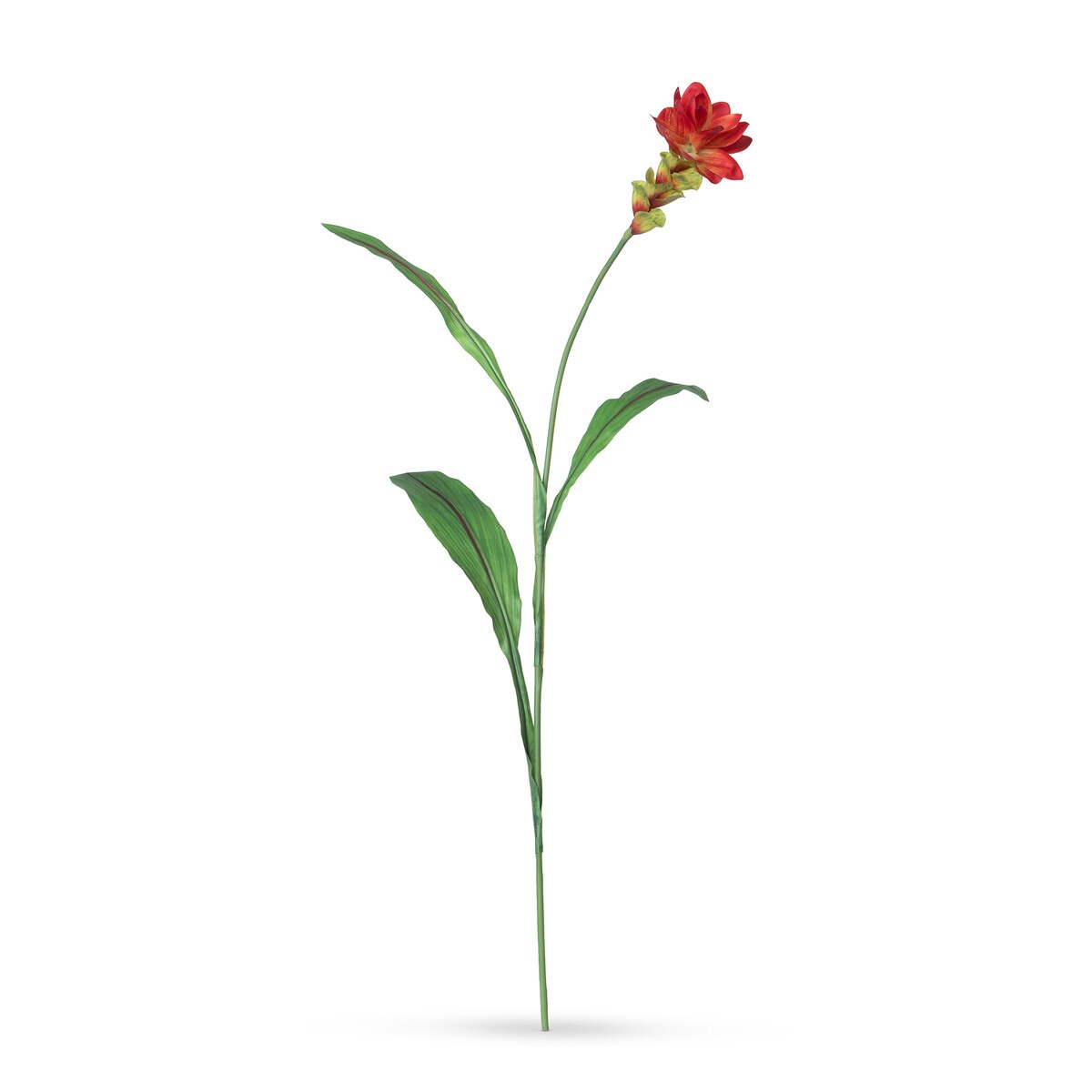 Curcuma Stem style shot 1