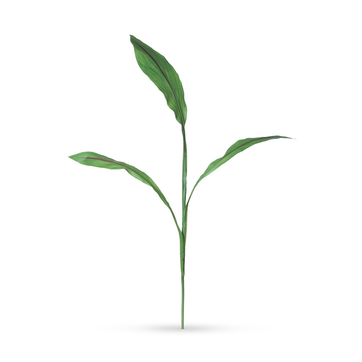 Curcuma Foliage Stem style shot 1